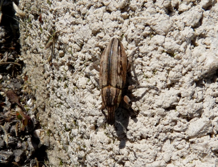 Curculionidae da marciapiede: Mecaspis striatella